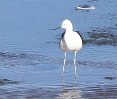 Recurvirostra andina