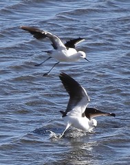 Recurvirostra andina