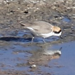 Charadrius alticola