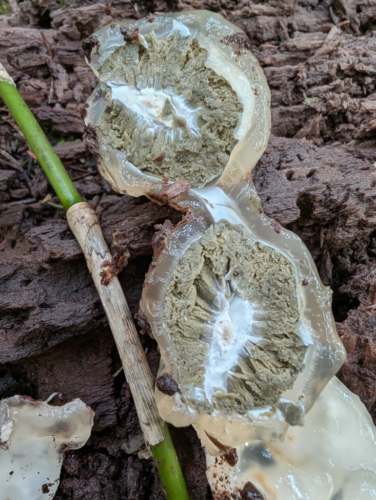 Phallus