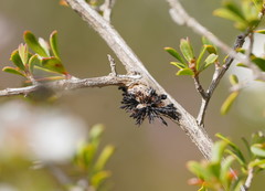 Septobasidium clelandii