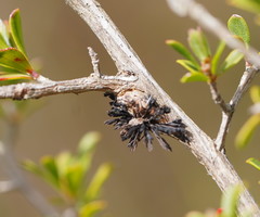 Septobasidium clelandii