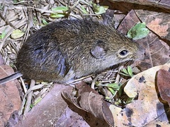 Hairy-Tailed Akodont photo 3