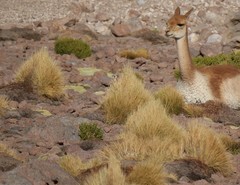 Festuca chrysophylla