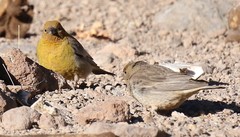 Sicalis olivascens