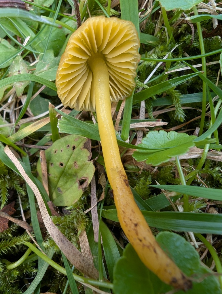 Gliophorus psittacinus · September 2025 · photo: © atsushi_nakajima_cirque (iNaturalist, cc-by)
