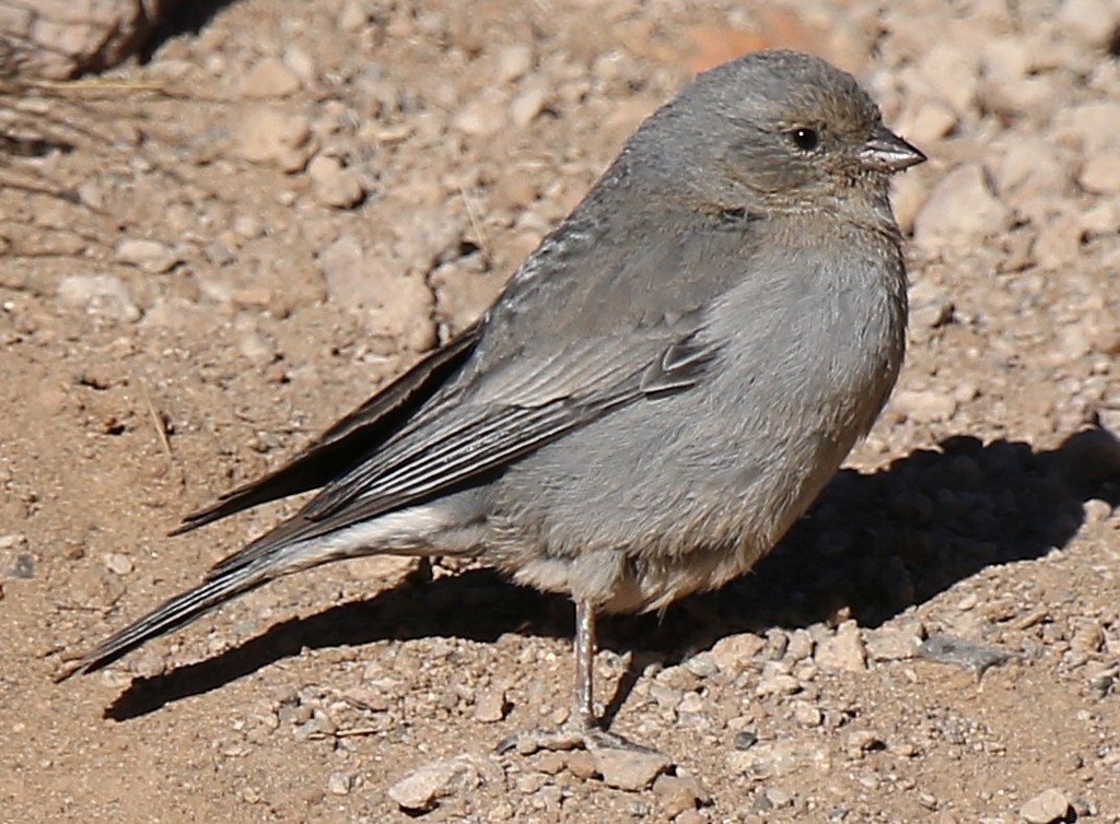 Plumbeous Sierra-Finch