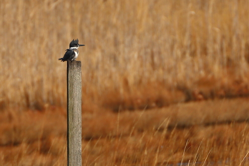 Belted Kingfisher photographed in Connecticut