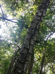 Piptadenia retusa