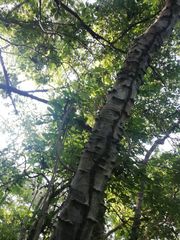 Piptadenia retusa