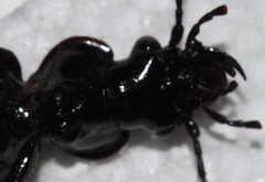 Gigadema bostocki