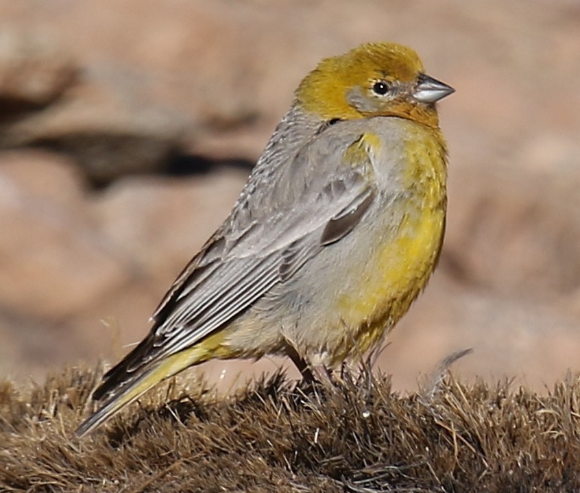 Bright-rumped Yellow-Finch