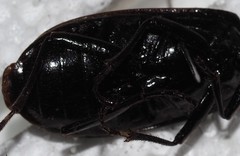 Gigadema bostocki