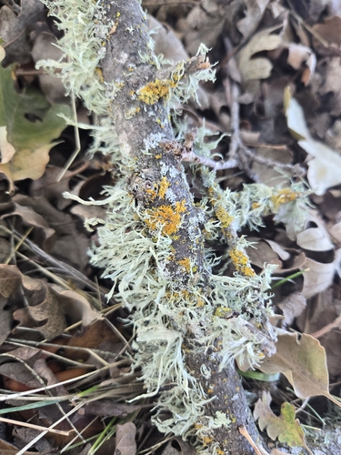iNaturalist observation photo of bushy lichens