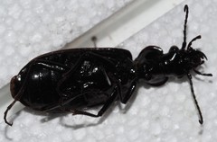 Gigadema bostocki