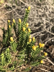 Oedera uniflora