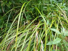 Carex forsteri
