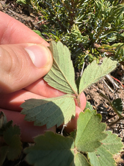 (c) Kieran Hanrahan, some rights reserved (CC BY) Fragaria cascadensis, photograph (c) Kieran Hanrahan, some rights reserved (CC BY)