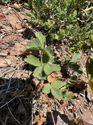 Fragaria cascadensis, photograph 4