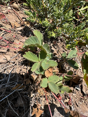 (c) Kieran Hanrahan, some rights reserved (CC BY) Fragaria cascadensis, photograph (c) Kieran Hanrahan, some rights reserved (CC BY)