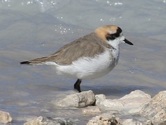 Charadrius alticola