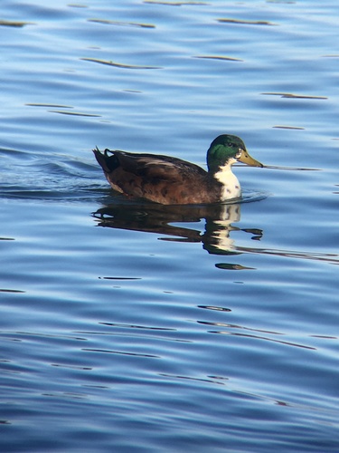Domestic Mallard photographed in Arkansas