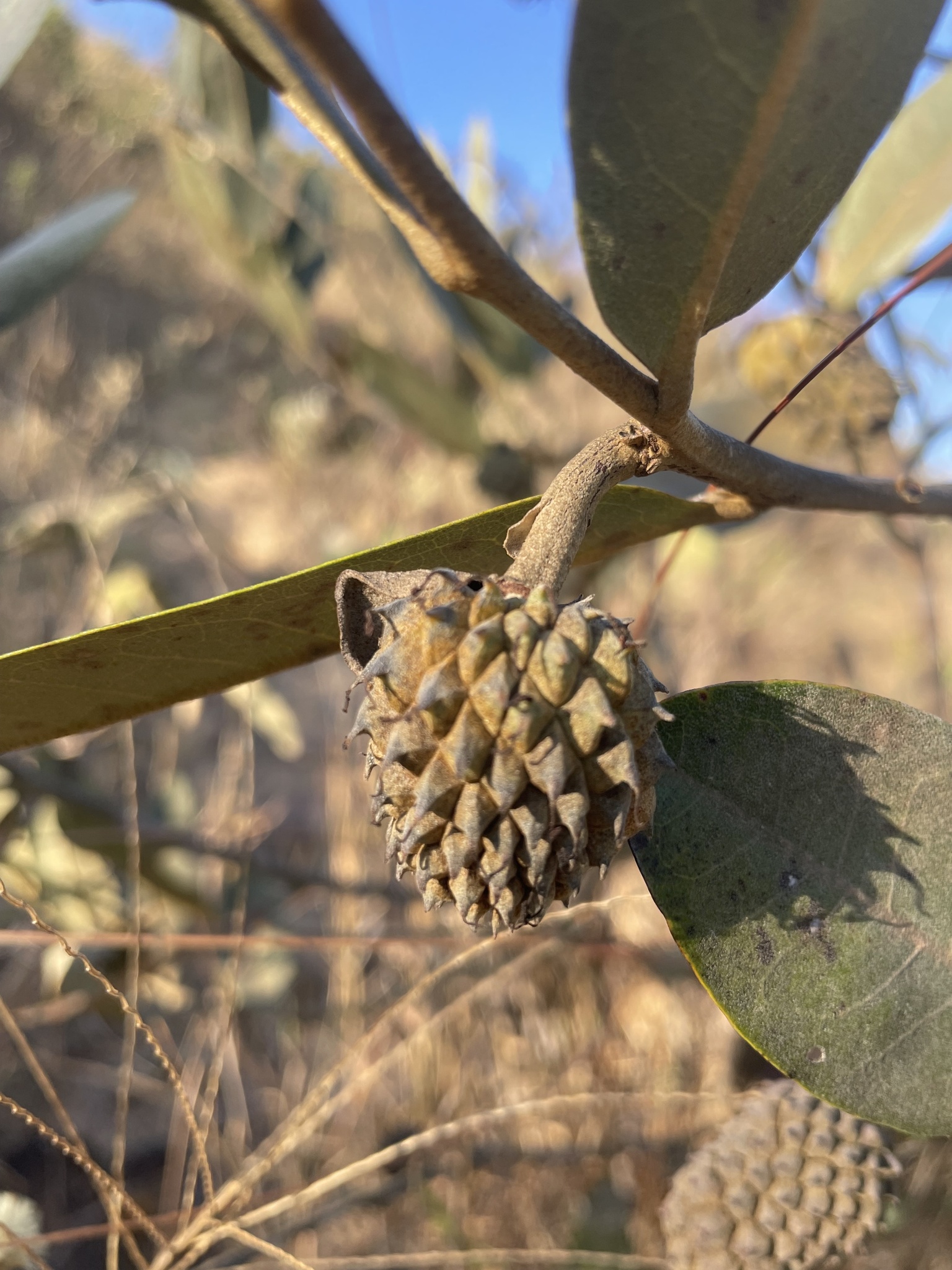 Duguetia furfuracea