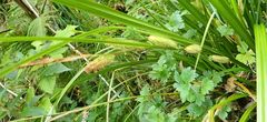 Carex forsteri