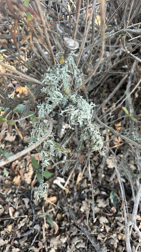 iNaturalist observation photo of Western Strap Lichen