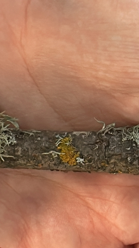 iNaturalist observation photo of sunburst lichens, firedots, and allies