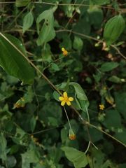 Hymenostephium tenue