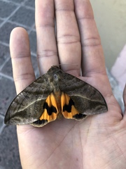 Eudocima serpentifera