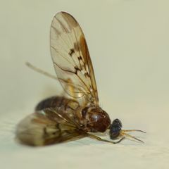 Sylvicola neozelandicus