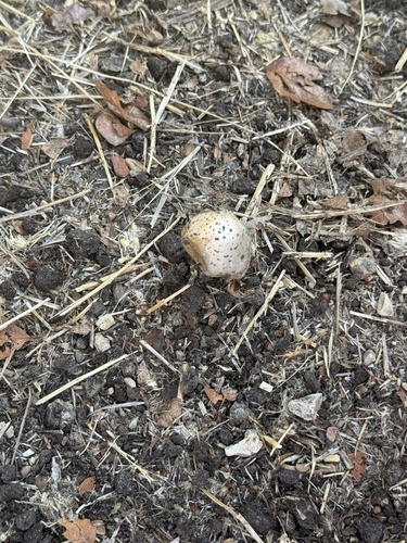 iNaturalist observation photo of dune stinkhorn
