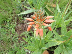 Aloe neilcrouchii