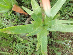 Aloe neilcrouchii