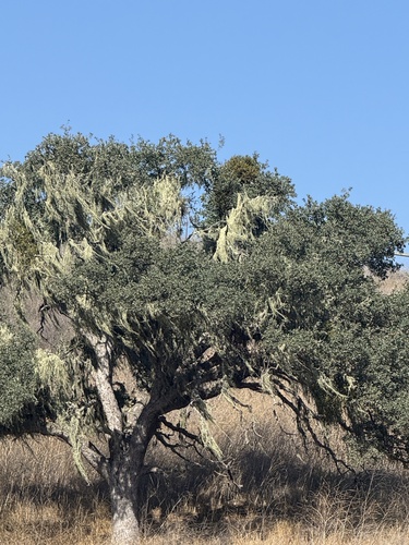 iNaturalist observation photo of lace lichen
