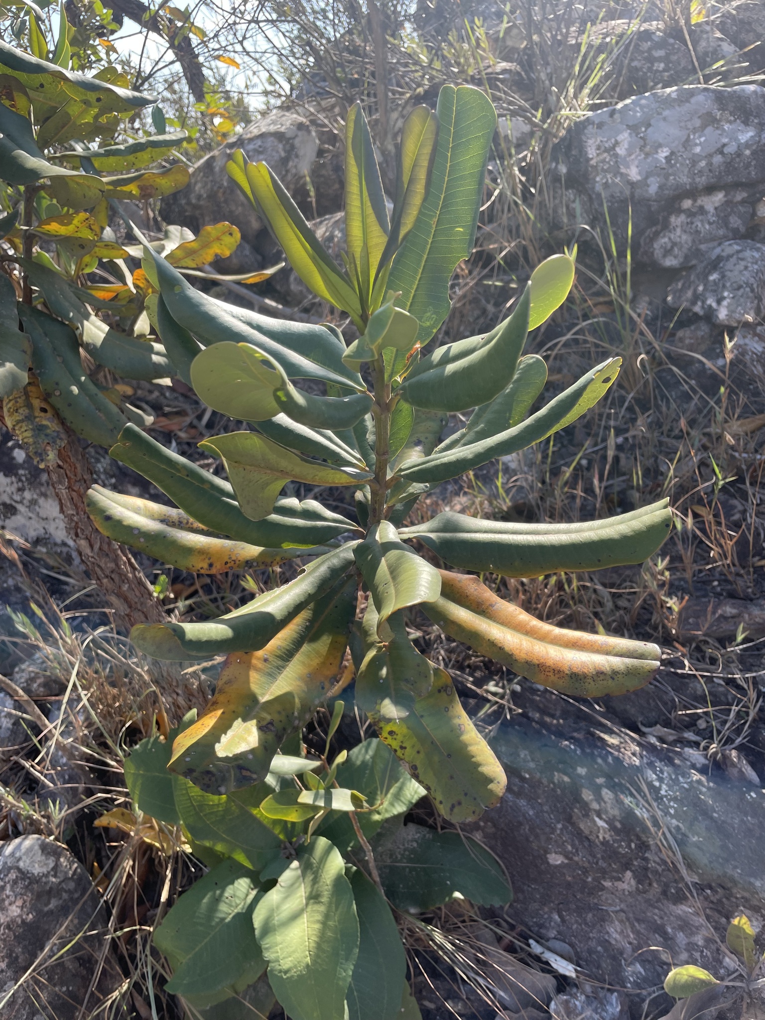 Vochysia thyrsoidea