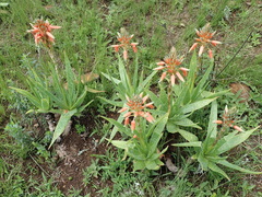 Aloe neilcrouchii