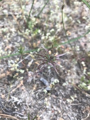 Microcodon glomeratus