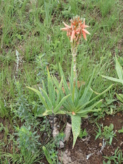 Aloe neilcrouchii
