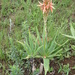 Aloe neilcrouchii - Photo no hay derechos reservados, subido por Peter Warren