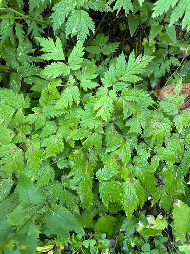 Mount Hood baneberry (Actaea laciniata)