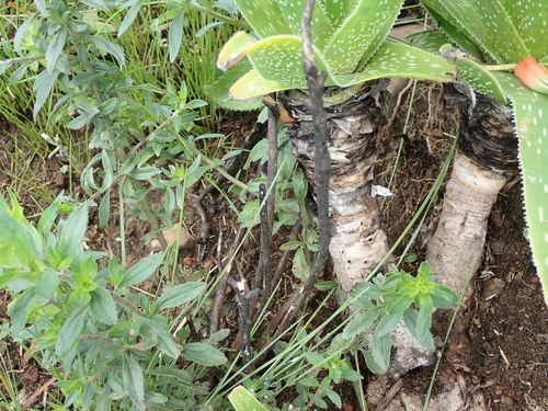 Image of Neil's Aloe (Aloe neilcrouchii) by no rights reserved