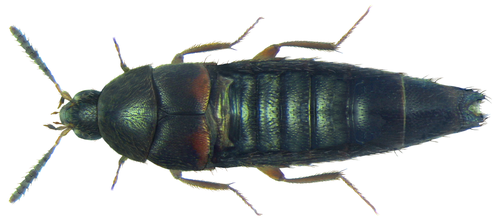 Representative image of Aleochara