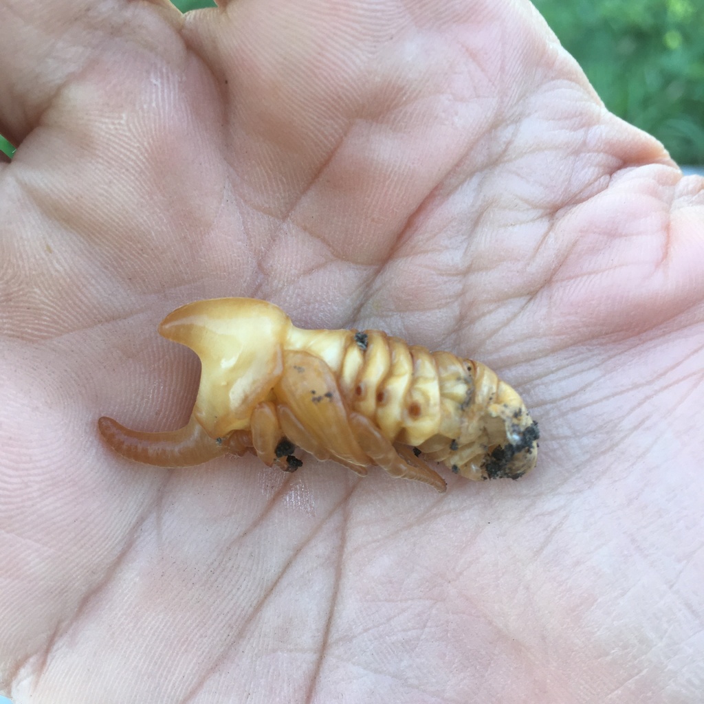 Diloboderus abderus