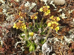Draba alpina