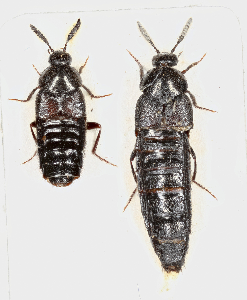 Aleochara