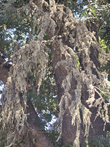 iNaturalist observation photo of Common Lichens