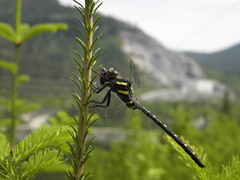 Cordulegaster maculata